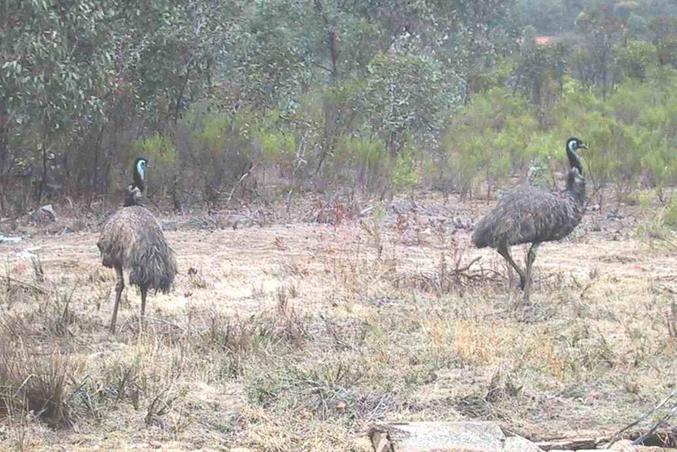 There were also a few emus within several hundred metres of the confluence