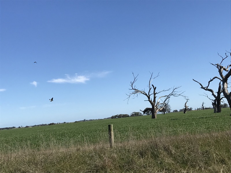 Big dead trees in fields about 1 km south of confluence point.