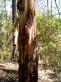 #2: Big gum tree right on the confluence point