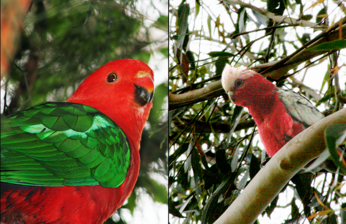  A couple of birds spotted right at the confluence: (left) King Parrot (Alisterus scapularis), and (right) Galah (Cacatua roseicapilla)