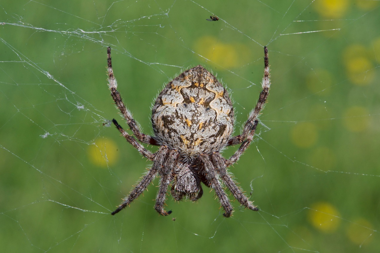 This large orb weaver spider was sitting in its web near the roadside, 100 m east of the point