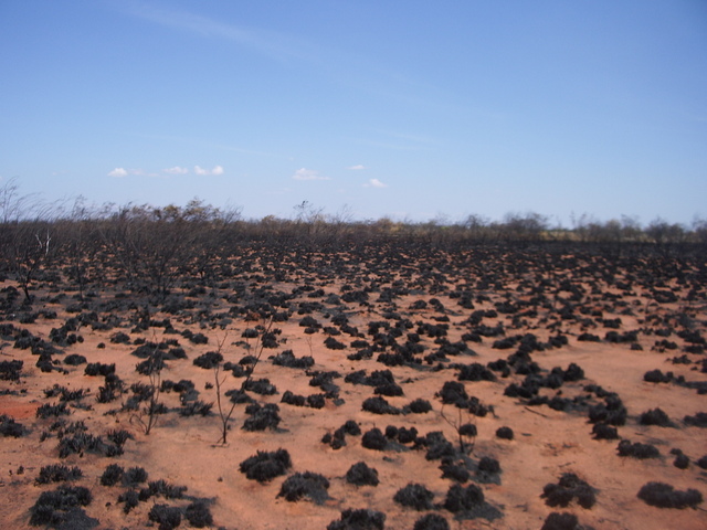 Burnt Spinifex at the Confluence