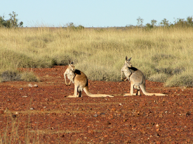 These kangaroos were suddenly distracted by our second vehicle following behind