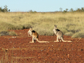 #8: These kangaroos were suddenly distracted by our second vehicle following behind