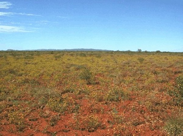 Flat and red. Hamersley Ranges in the distance.