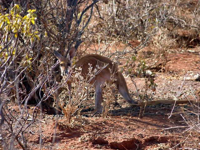 Even the kangaroos were feeling the heat!
