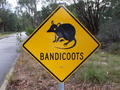 #9: Would Have Loved To Have Seen A Bandicoot..