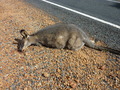 #7: An unfortunate kangaroo