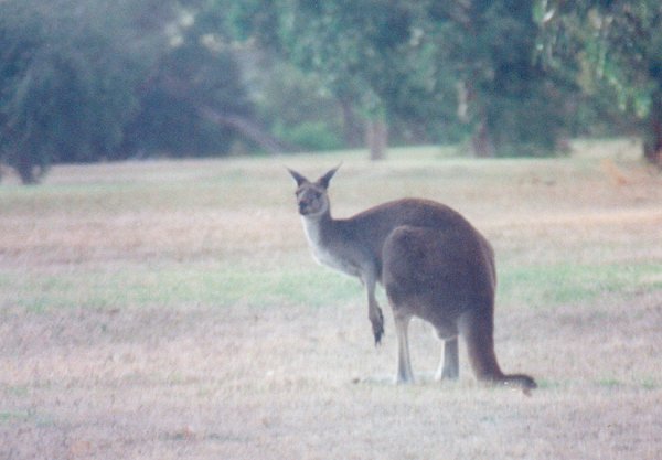 Early morning sight - a kangaroo at the Kalgan River Caravan Park
