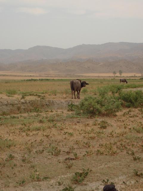 a cow in the semidesert