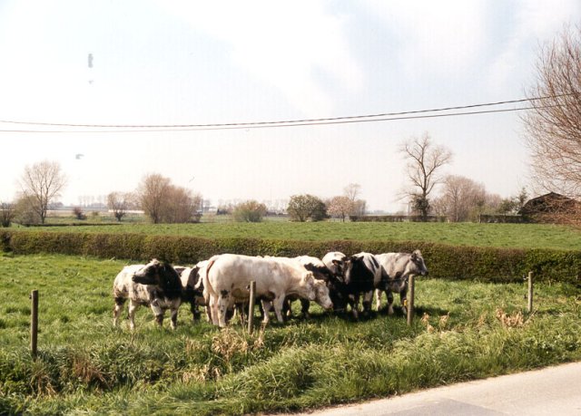 The cows looking at the confluence