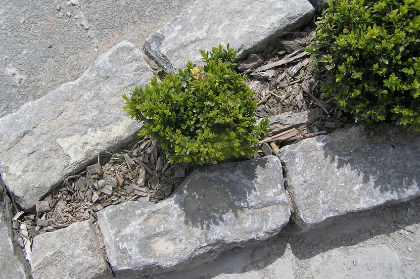 Ground cover at the confluence point.