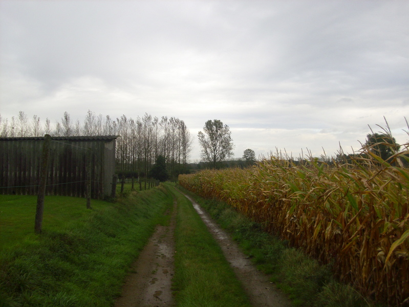 Maize field and paddock