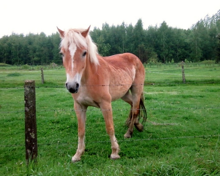 Young curious horse