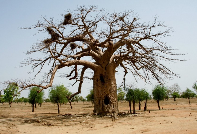 Big baobab tree with nests of Alecto birds