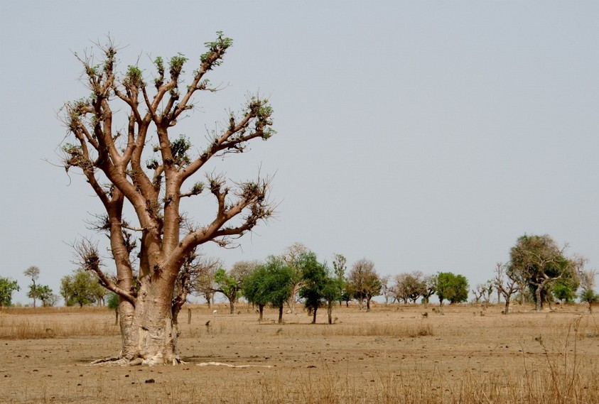 Baobab in the plain
