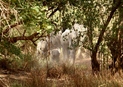 #9: Elephants in the bush, close to Boromo