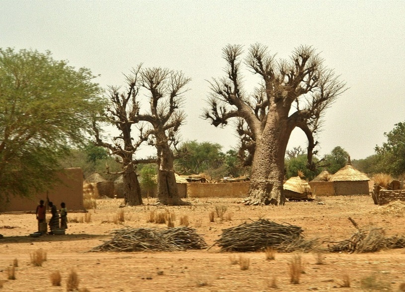 Women preparing food close to baobab trees