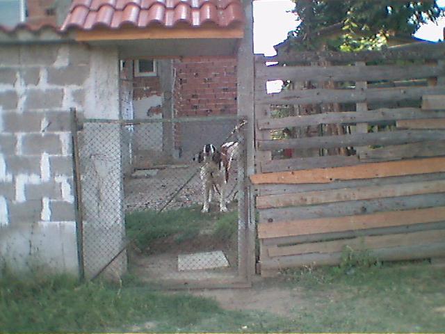 The lonely neighbor – the St Bernard’s dog