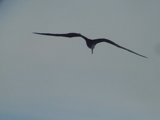 An albatross following us