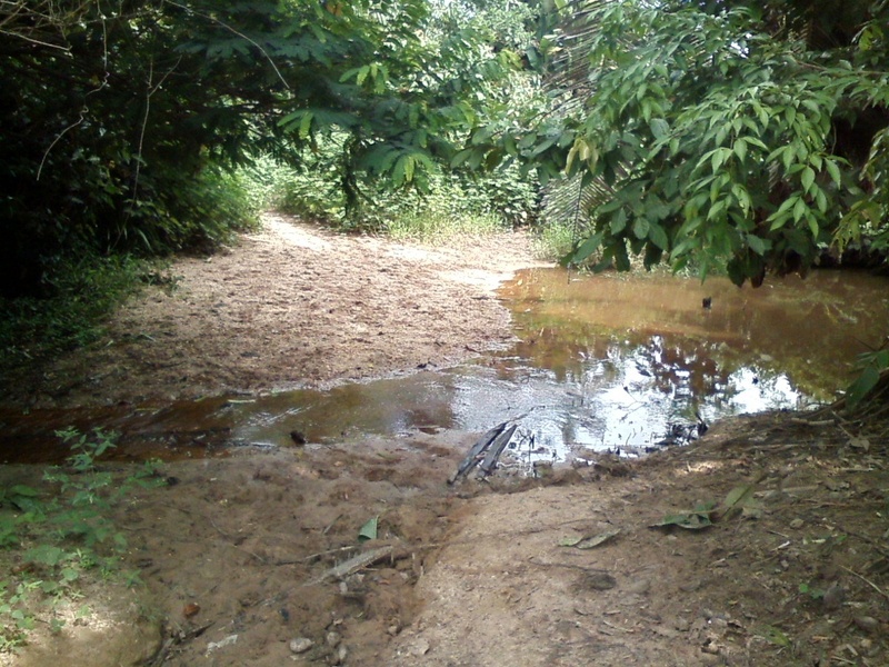 Pequeno riacho antes de chegar às bordas da floresta - small stream before arriving at the jungle border