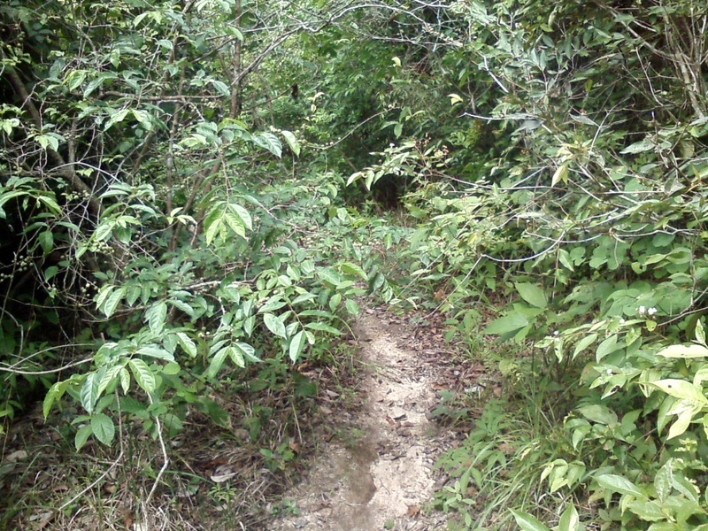 Caminhada pela trilha dentro da mata - hike by the track in the thicket
