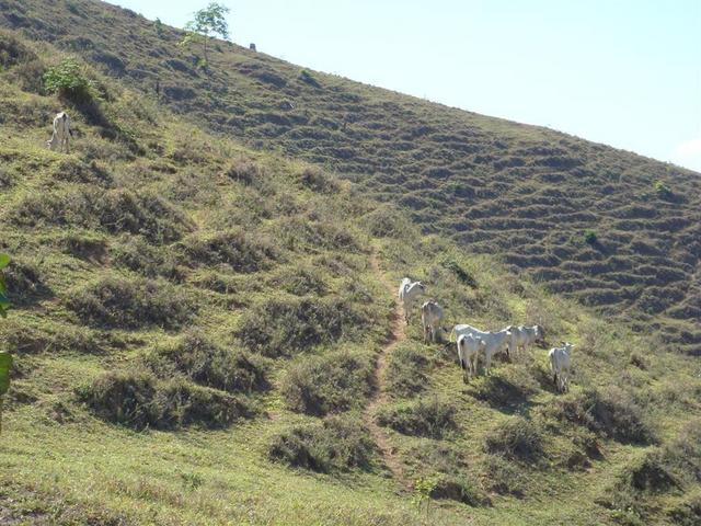Cows around the confluence