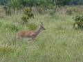 #8: Pantanal deer