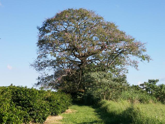 A big tree near the confluence
