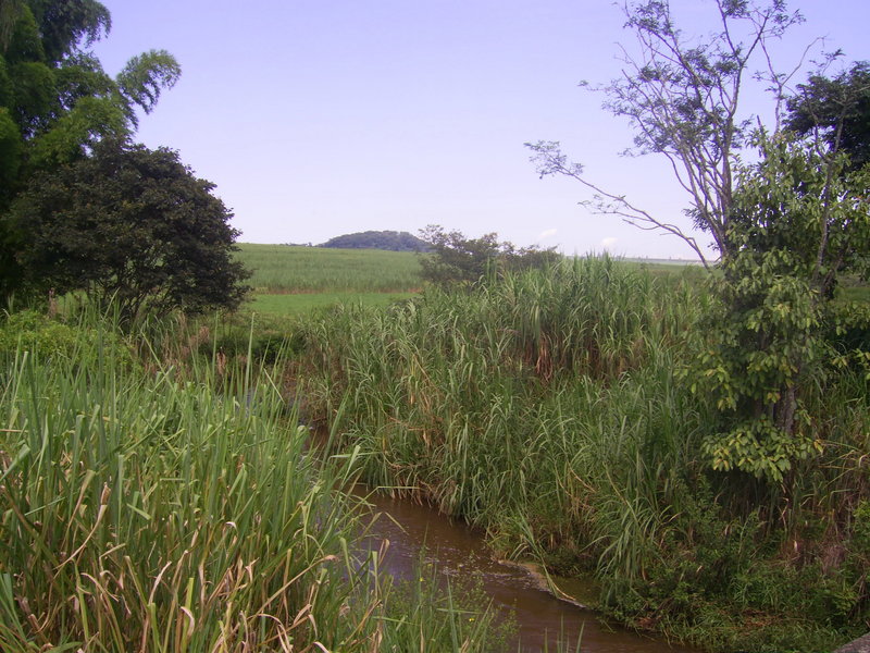 Visão a partir da linha de trem: riacho, área alagada e canavial ao fundo - view from the railway: stream, flooded field and sugar-cane plantation in the background