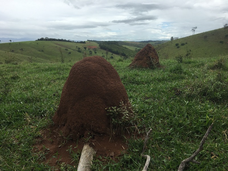 Termite hills nearby