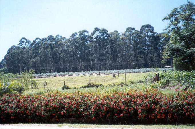 fig plantation