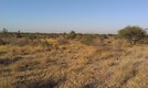 #5: Vegetation at the Confluence is typical Kalahari sandveld