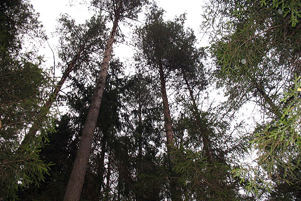 Pine-trees