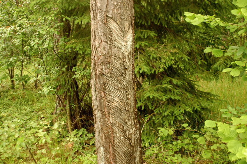 Damaged pine