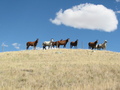 #6: Horses looking at us during entire hike