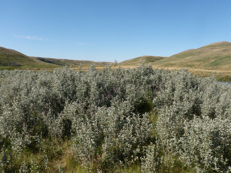 Wolf willow patch and view into Montana