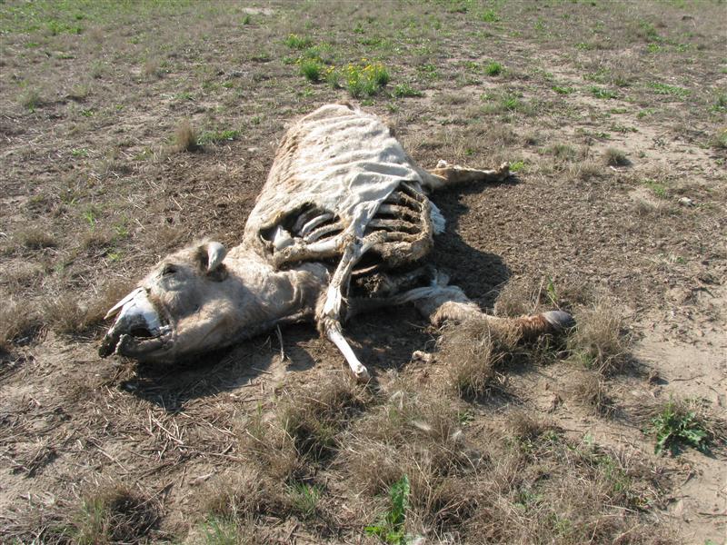 Cow carcass found 150 m East of the confluence.