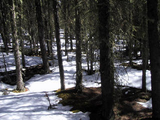 #1: Picture of the forest from the Confluence "spot"