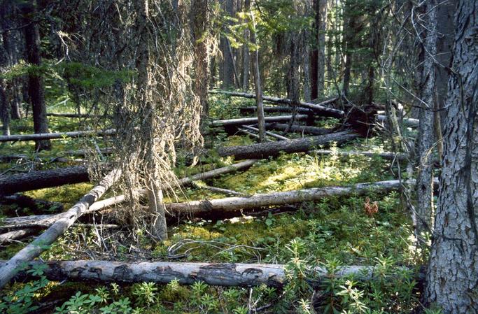 Kilometres of deadfall to deal with