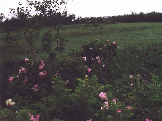 Alberta Wild Roses