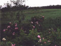 #5: Alberta Wild Roses