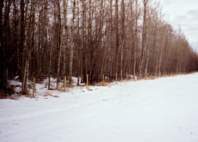 North-South oriented fenceline at the edge of the woodlot, looking north-west.  The confluence is 140m into the bush.