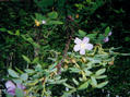 #6: The Wild Rose is the floral emblem of the province of Alberta