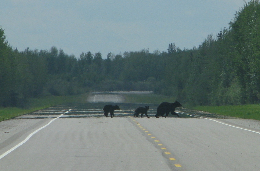 Mother and two cub Black Bears crossing highway 88.