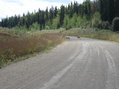 #8: 2 whitetail deer fawns on the road