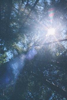 #1: The sun through the treetops