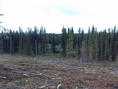 #3: Leaving the ClearCut, Approaching the Meadow