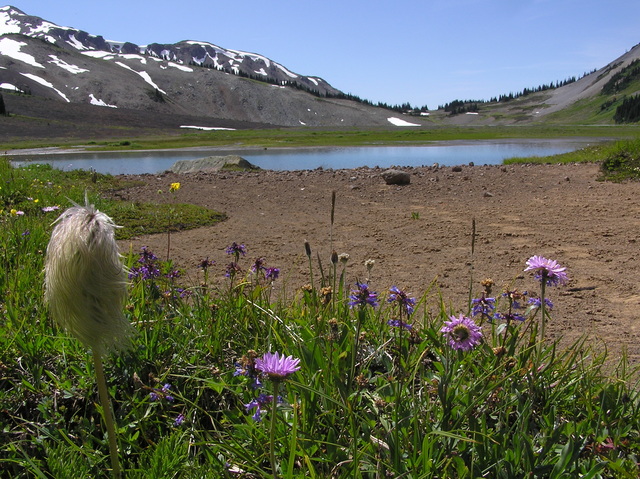 Alpine wildflowers and lake
