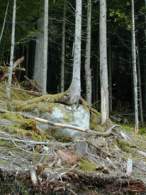 a look at the type of forest near the confluence